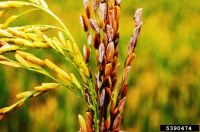 Seed head of a rice plant with some seeds brown and upright, indicating they are diseased