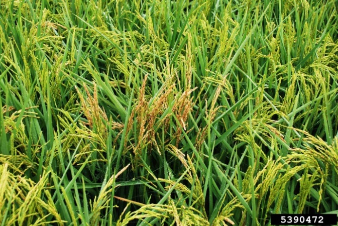 Rice crop with symptomatic plants in a patch in the centre. Symptomatic plants have brown upright seedheads compared to the light green, flopped-over seedheads of neighbouring healthy plants