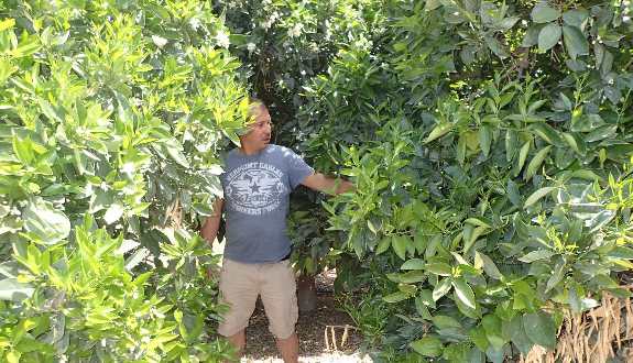 Narrow gap between citrus trees