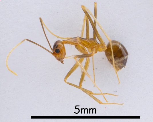 Figure 1. Photograph of yellow crazy ant specimen