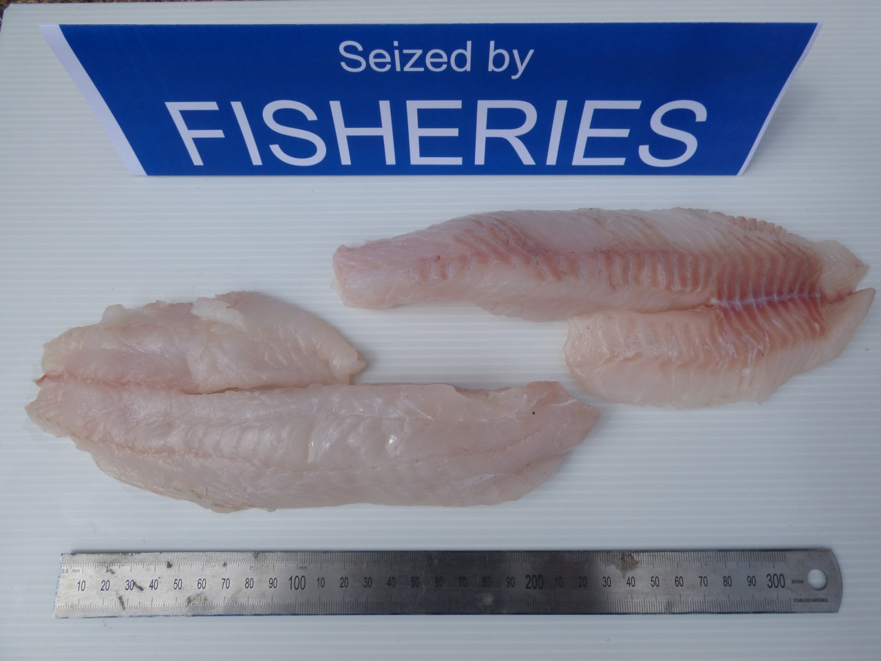 Eastern Freshwater Cod fillets seized by Fisheries