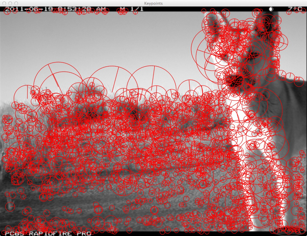 recognition software showing keypoints on a dingo