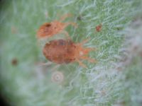 Tomato red spider mite among leaf hairs