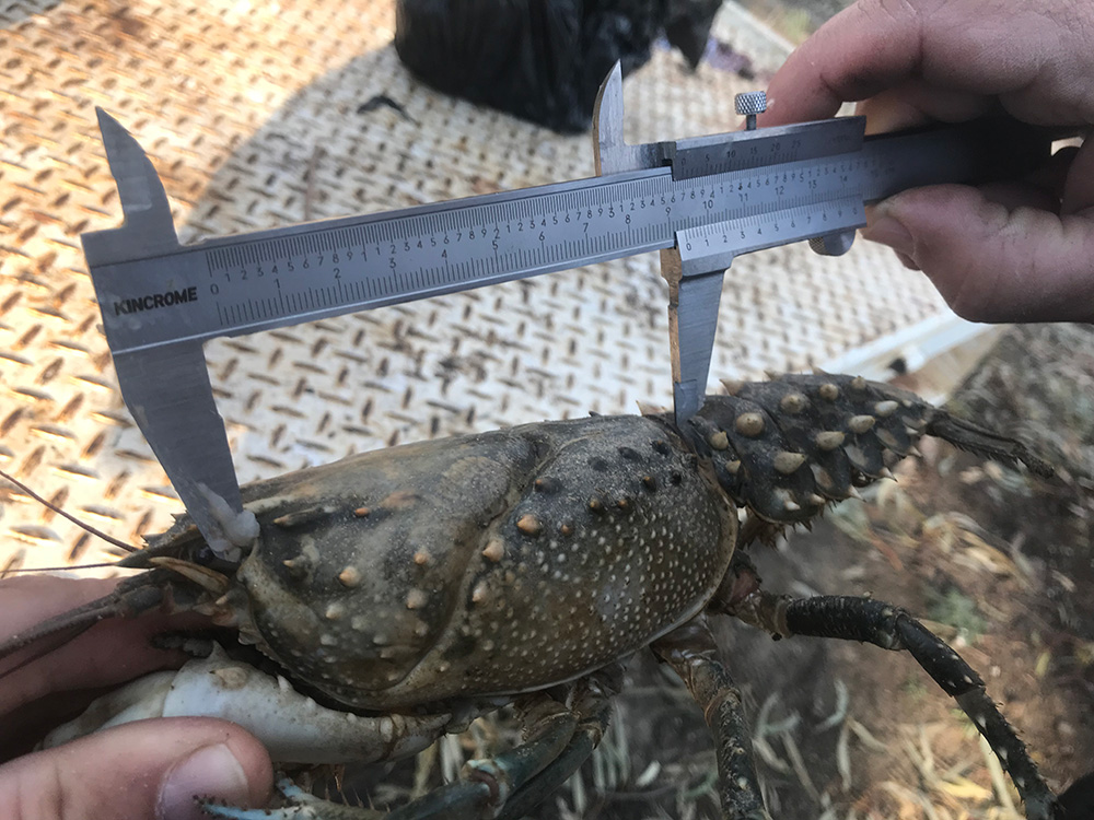 A crayfish is being measured with a micrometer