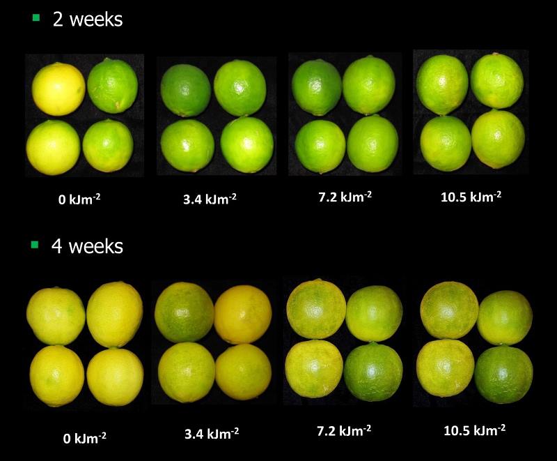 Figure 3. Effect of different treatment intensities of ultraviolet light on lime peel colour after 2 weeks (top) and 4 weeks (lower) storage at 20oC. 