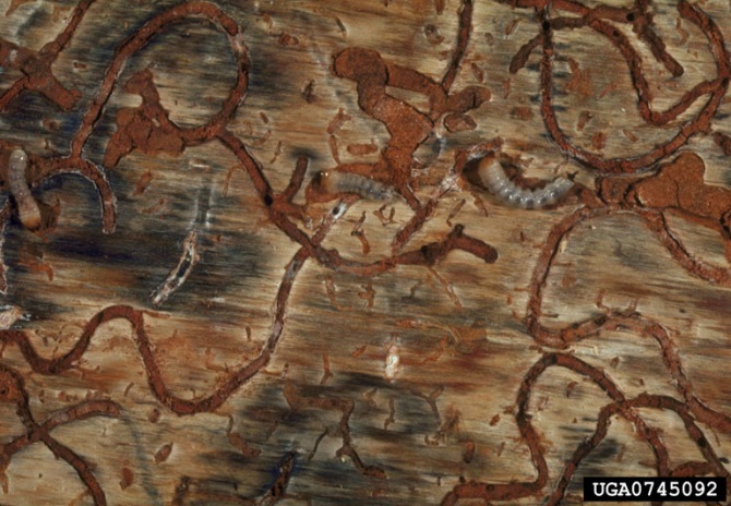 Outer bark has been removed form a tree to reveal multiple tunnels running through the surface of a trees' smooth inner bark. Larvae can be see at the ends of tunnels with tunnel space behind them completely filled with compacted sawdust-like frass.