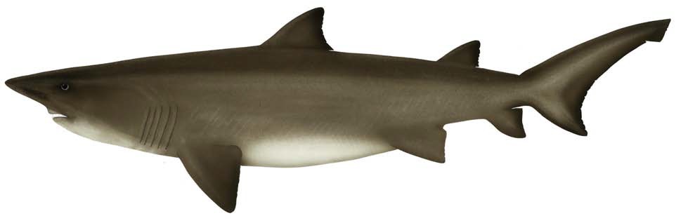 Herbsts Nurse Shark