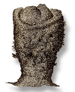 Cunjevoi