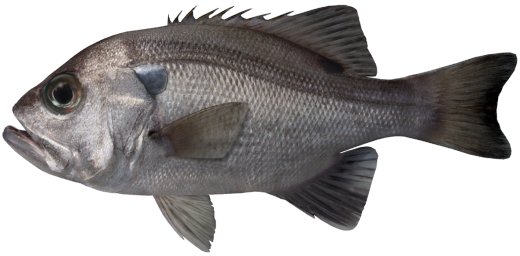 Pearl Perch