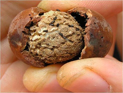 Macadamia nut with husk opened to reaveal tunelling damage and borers within