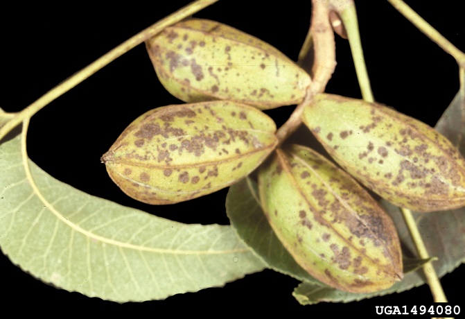 Light green pecan pods with mottled brown markings extending from the tip to the stem