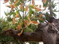 Leaves on a branch of an almond tree showing browning (scorching) of leaf margins with a distinct band of yellow leaf tissue between the brown and green sections of the leaves