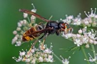 Asian hornet collecting pollen from small white flowers