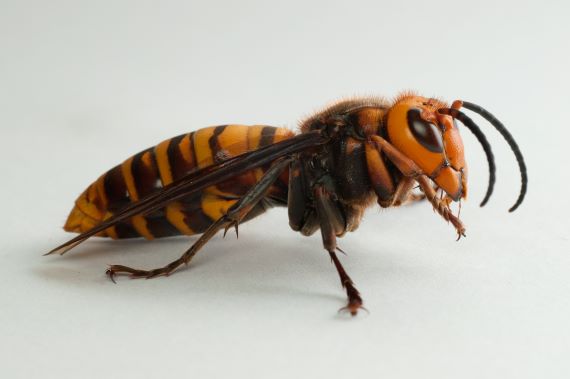 Dorsal view of a male Japanese giant hornet