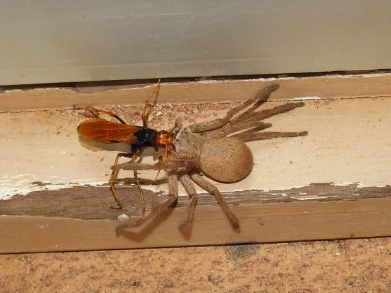 An orange coloured wasp clutching a much larger grey hairy spider