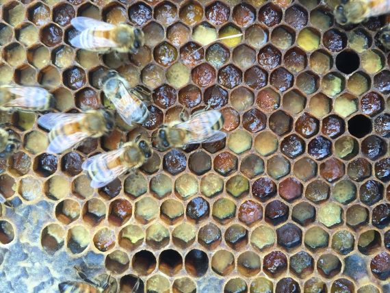 cells of a bee frame which are different colours