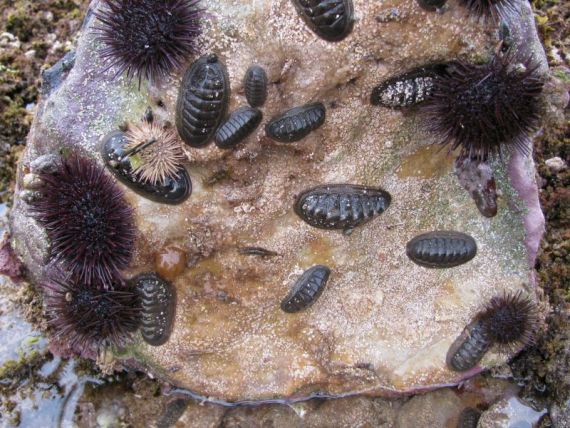 image of Sea urchins and chitons under boulders