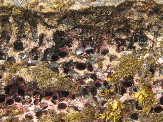 image of hollows in rocks known as Sea urchin apartments
