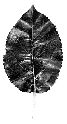 Mark leaf