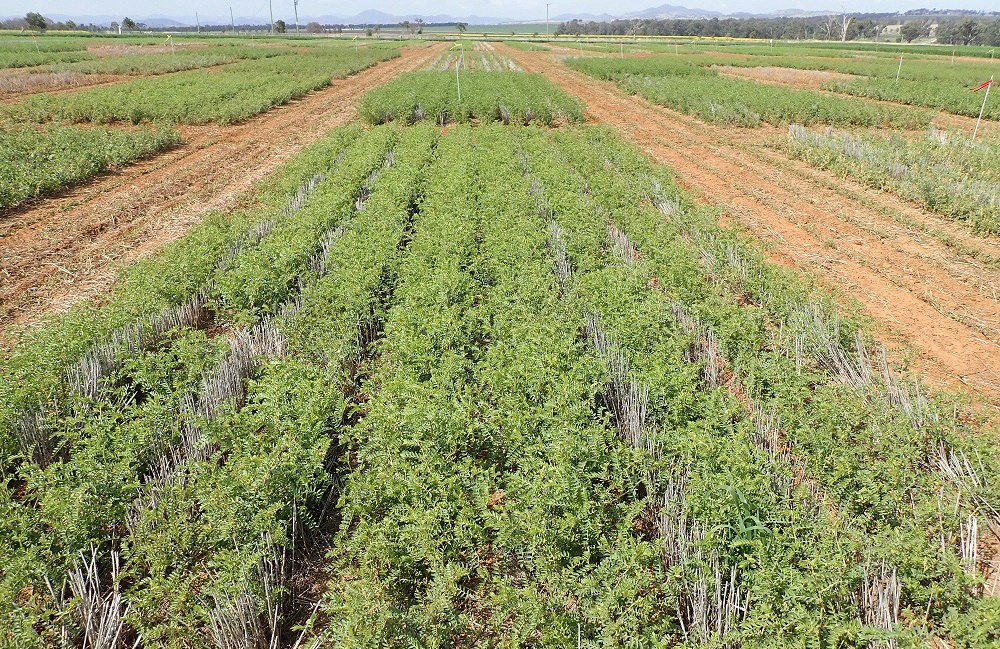 field of chickpea plants being grown for the trial