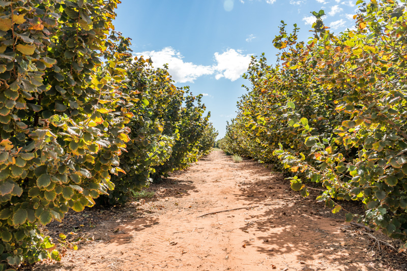 Persimmons at Dareton Primary Industries Institute