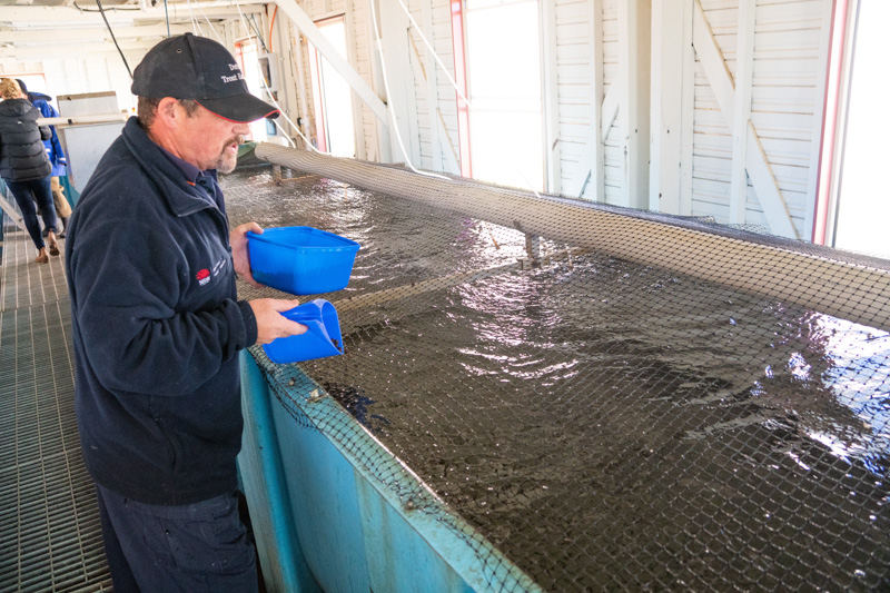 Research work at Dutton Trout Hatchery.