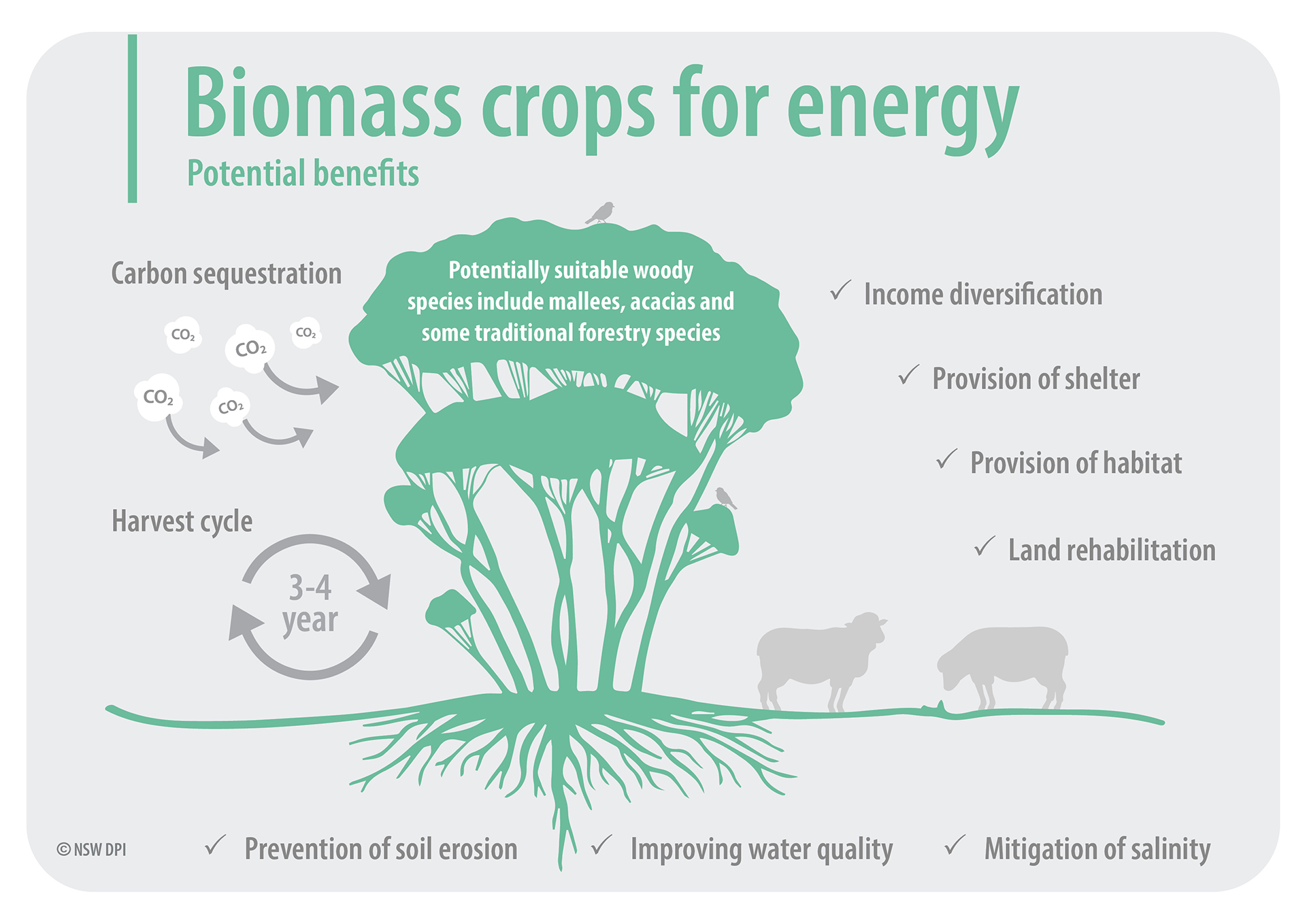 Infographic of biomass crops for energy - potential benefits. This document is not fully accessible, please contact fabiano.ximenes@dpi.nsw.gov.au for more information.