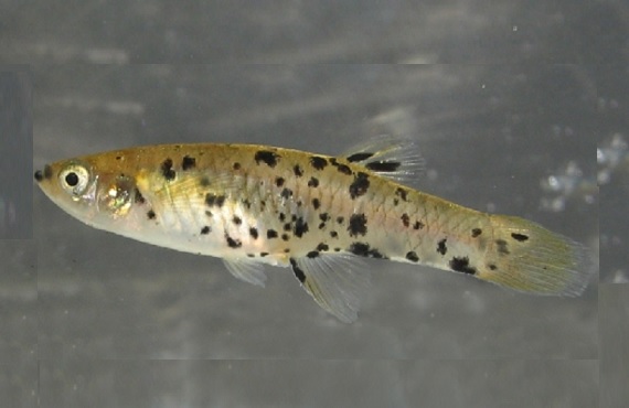Speckled mosquito fish