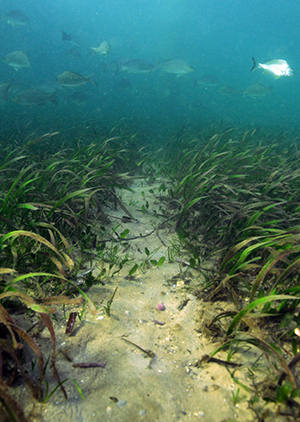 Scour through Posidonia australis. Image by David Harasti