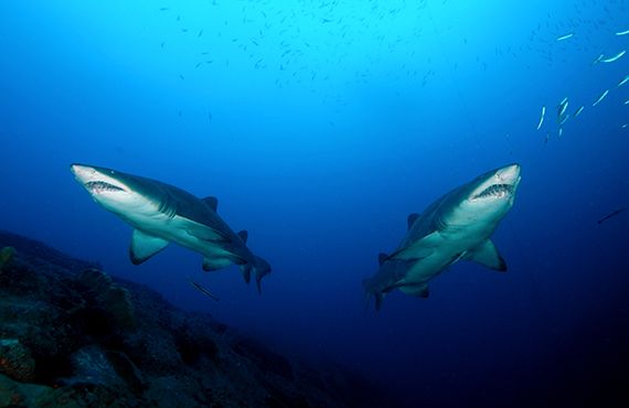Two Greynurse Sharks (Photo: D. Harasti)