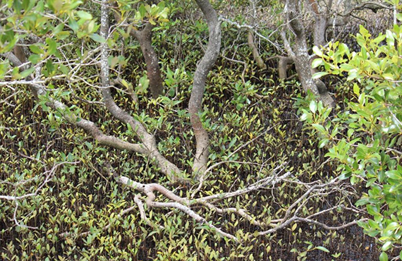 Mangrove habitat
