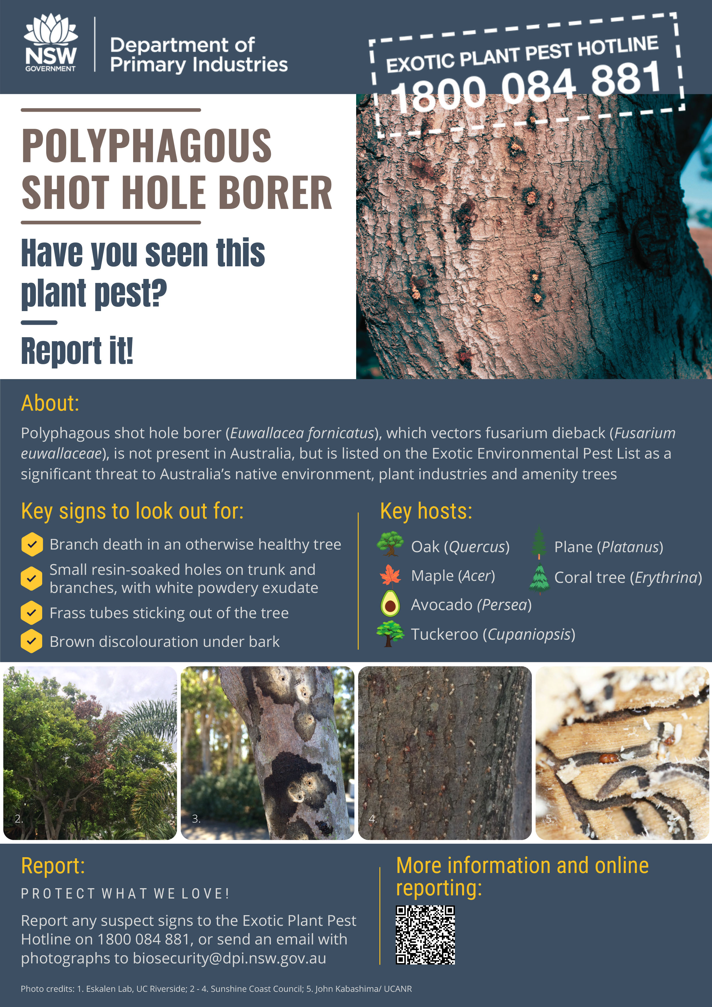Polyphagous shot hole borer Factsheet