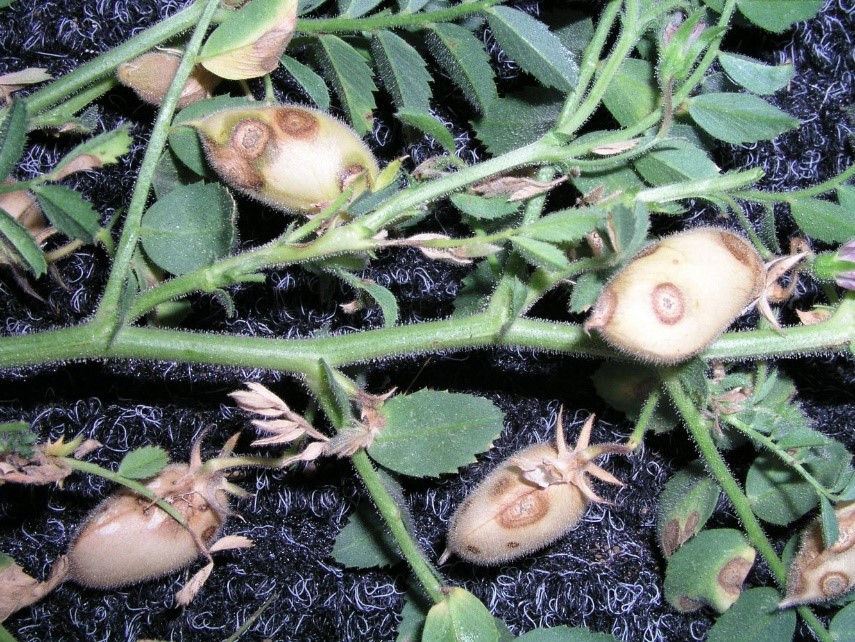 Growers are encouraged to check for Ascochyta Blight as wet seasons can lead to a high disease load in chickpeas