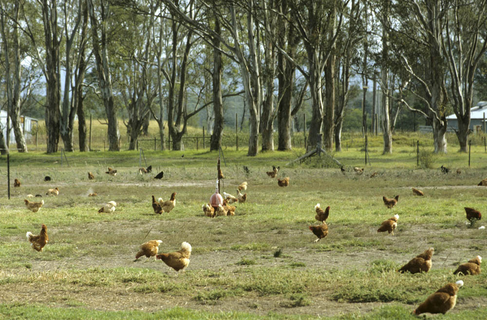 Free range hens pecking at grass in a field