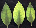 Magnesium deficient leaves