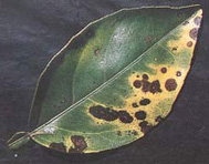 Manganese toxicity leaf