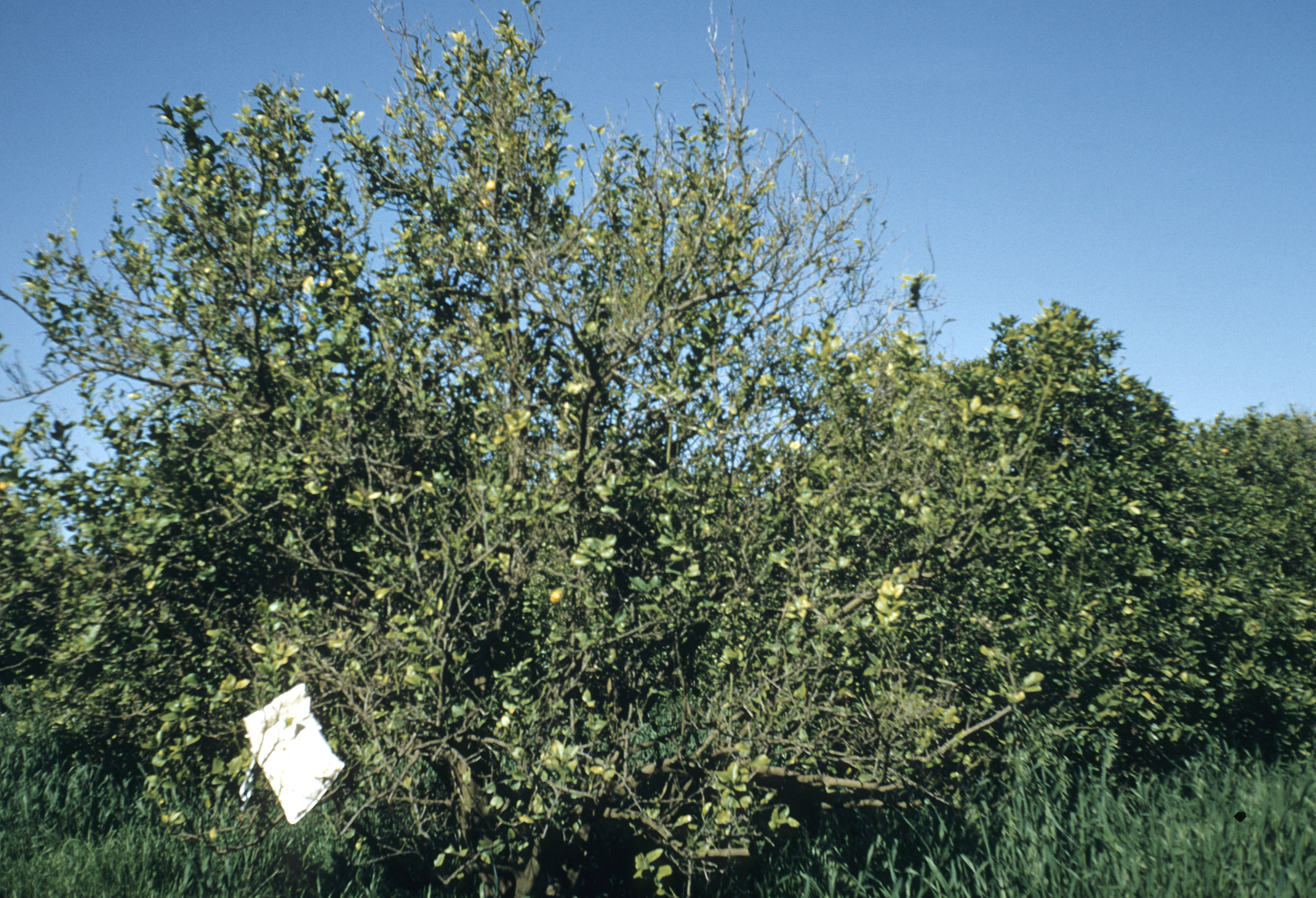 Figure 2. Iron deficiency in mature citrus tree, showing poor growth. 