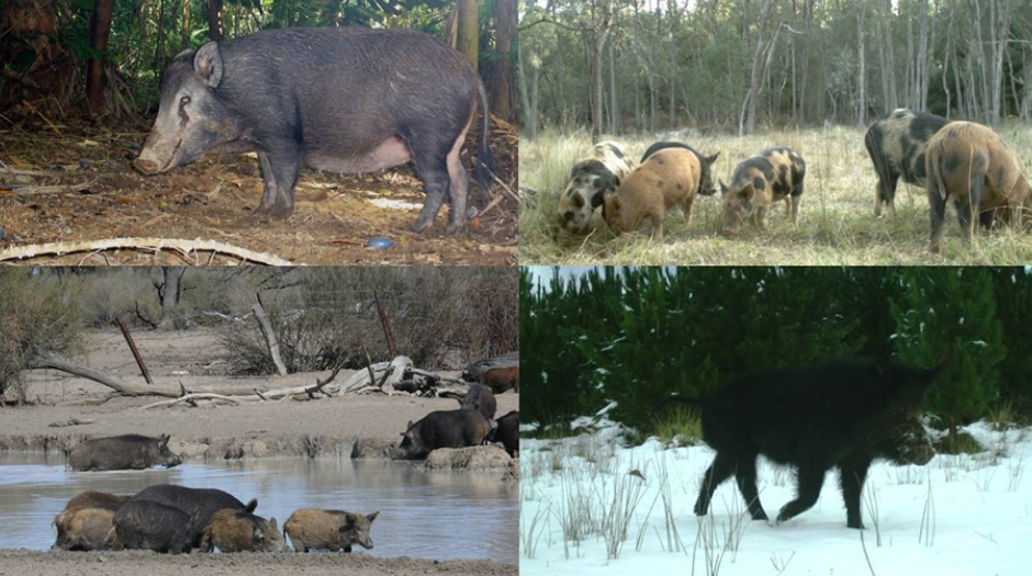 Feral pigs occupying wide range of habitats