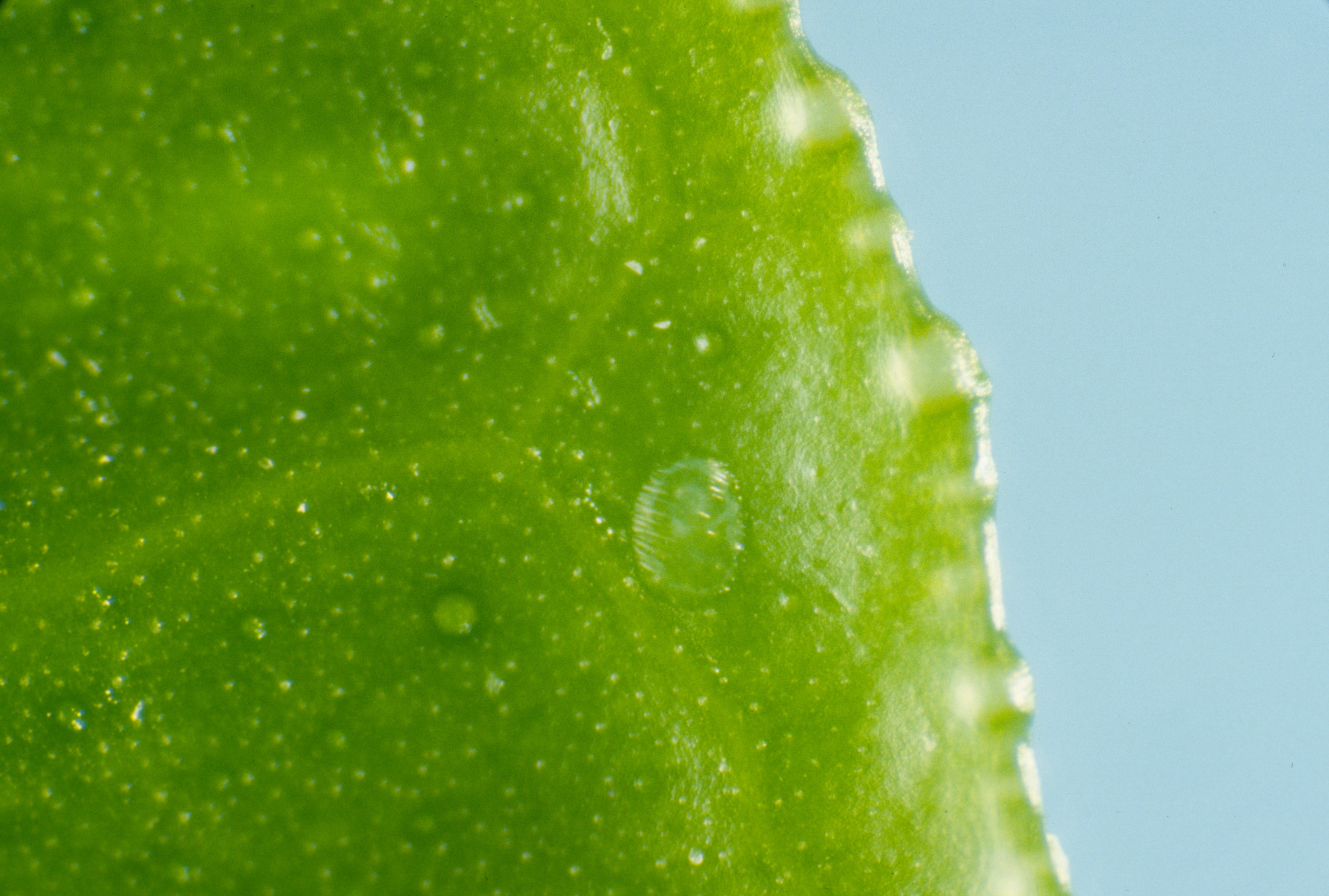 Figure 4. Citrus leaf miner (Phyllocnistis citrella) eggs. Photo: JW Lotz, Florida Department of Agriculture and Consumer Services, Bugwood.org.