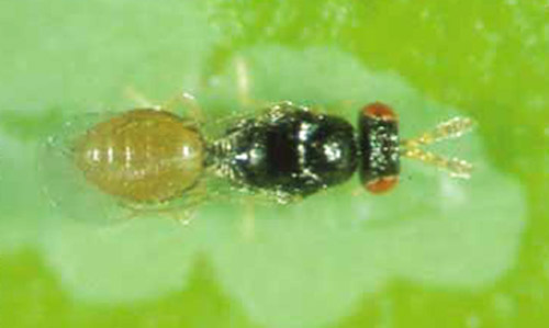 Figure 13. Semielacher petiolatus adult female. Photo:  L Zappala, University of Florida.