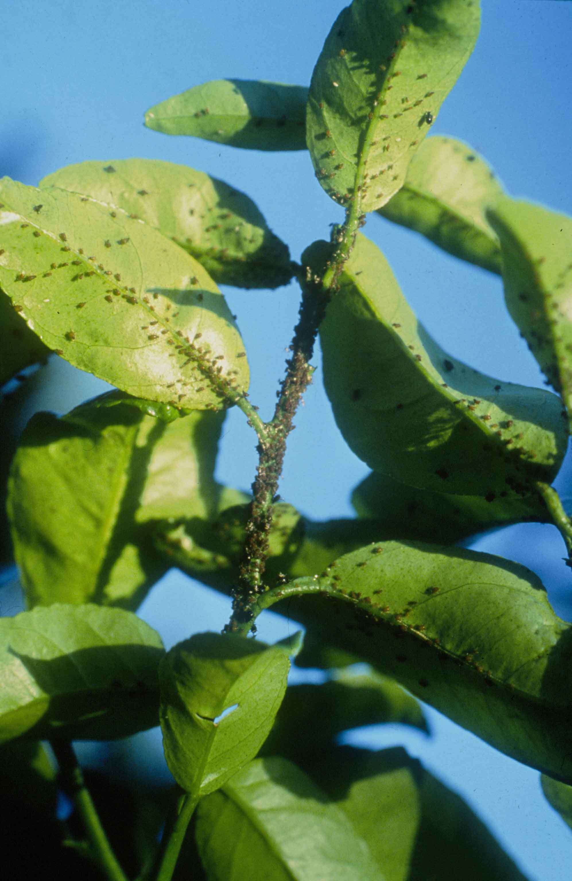 Figure 3. Toxoptera citricida infestation in citrus. Photo: JW Lotz, Florida Department of Agriculture and Consumer Services, Bugwood.org.