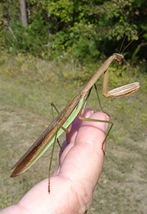 Figure 6. Praying mantis (Orthodera ministralis) adult. Photo: Allen Bridgman, South Carolina Department of Natural Resources, Bugwood.org.
