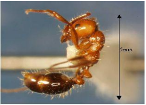 Red imported fire ant image