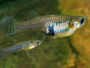Two gambusia holbrooki fish, one large and the other smaller