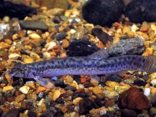 Long skinny speckled grey fish laying on gravel