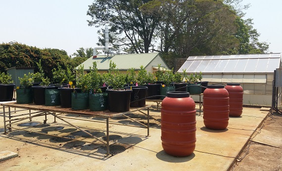 young blueberry plants in black pots on table with large irrigation tanks and glasshouse in background