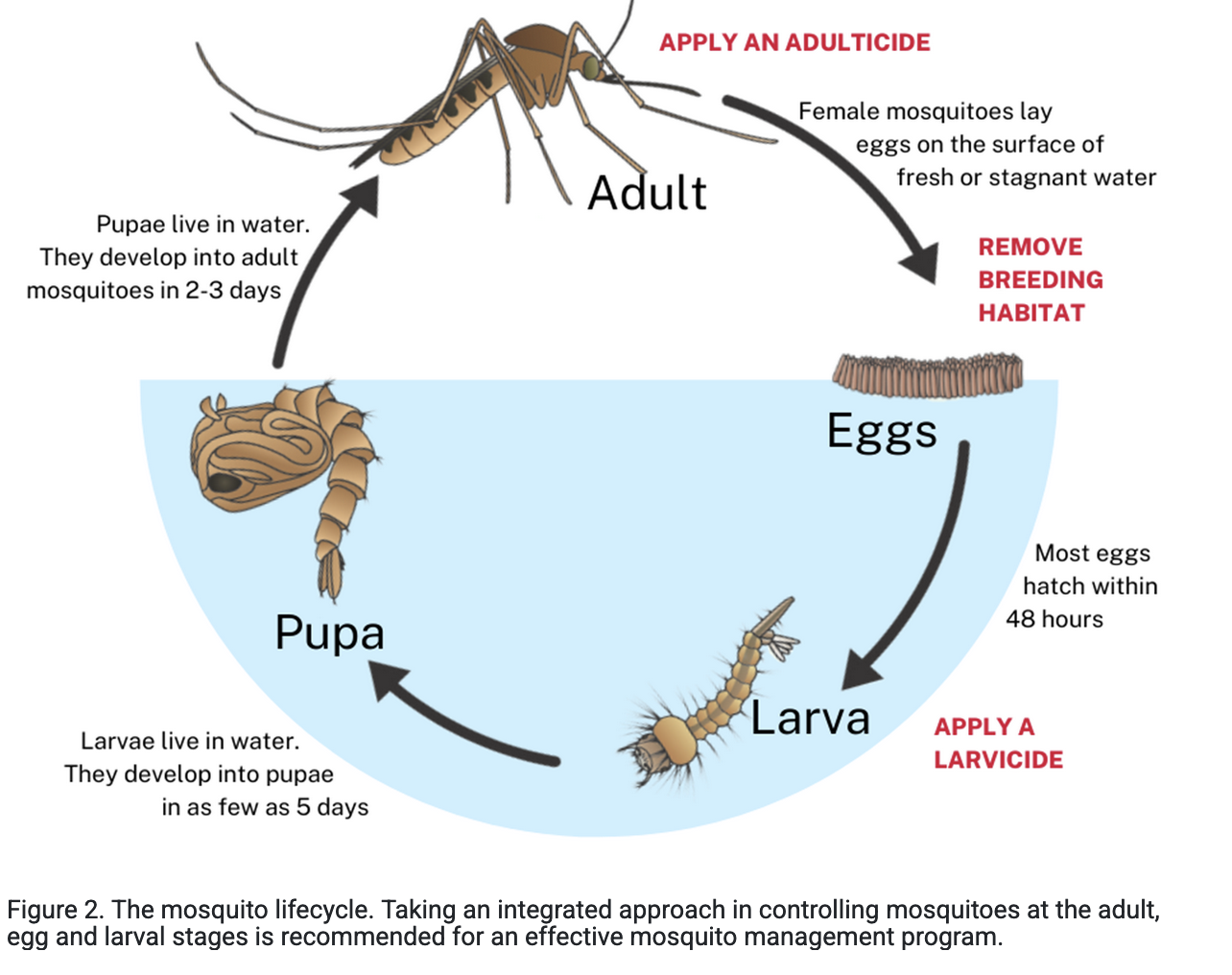 The mosquito lifecycle. Taking an integrated approach in controlling mosquitoes at the adult, egg and larval stages is recommended for an effective mosquito management program.    