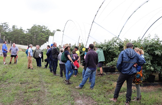 group of people on berry farm in front of berry bushes under white protective arched domes