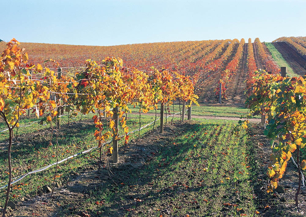 vineyard in the sun