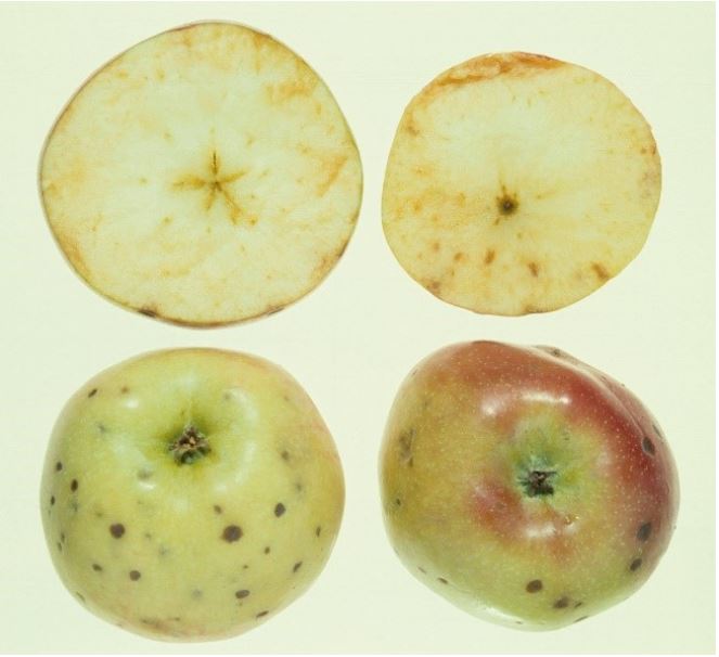 Bitter Pit in apples